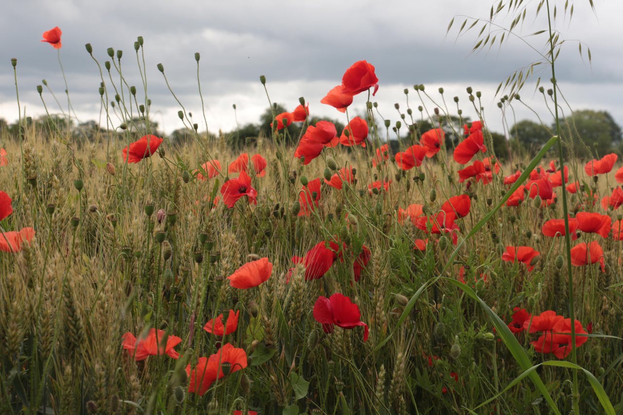 Close-Up Shot of a Flower Field