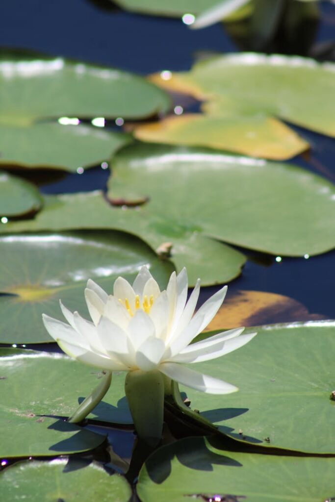 A white water lily floating in the water