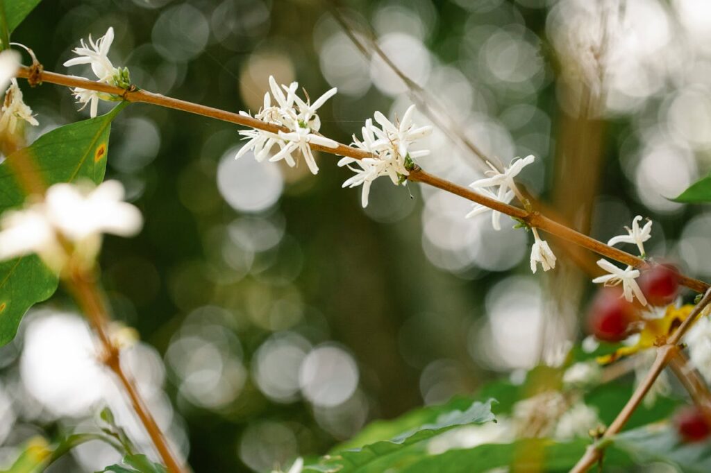 Arabian coffee plant with blossoming white flowers growing on stem in countryside on sunny day